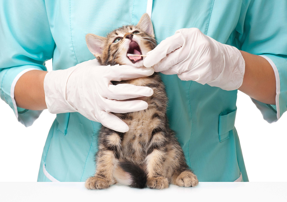 Kitten getting a dental exam.
