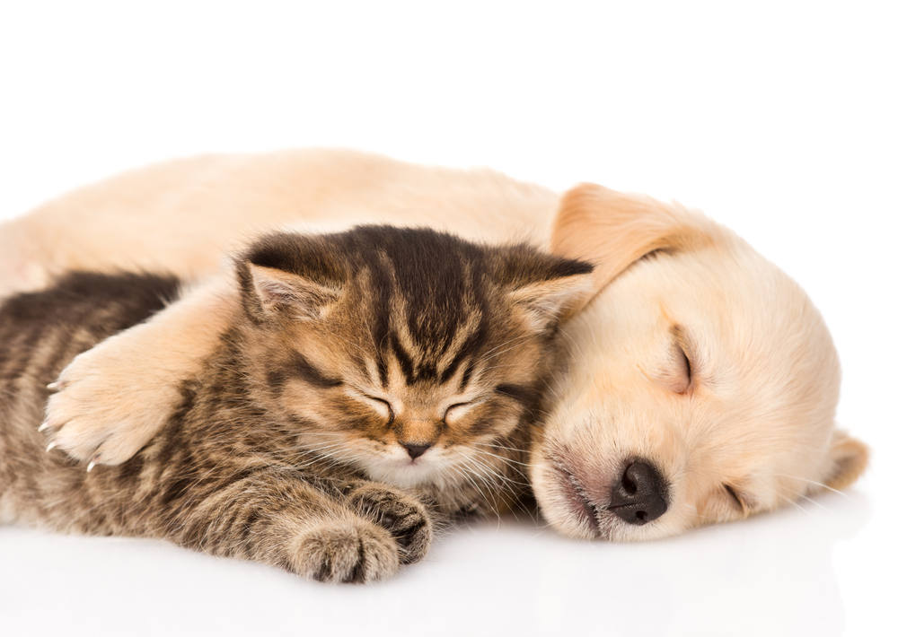 kitten and puppy taking naps together